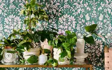 Indoor Gardening
