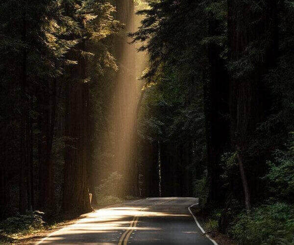 Road in Forest